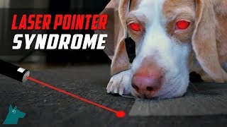 Laser Pointer Syndrome in Dogs (DON'T USE THEM)