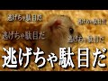 【ハムスター】土を撤去したら逃げたくて逃げたくてたまりません【かわいい/飼い方/癒し/脱土飼育】