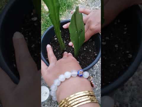 How To Root Epiphyllum Cuttings