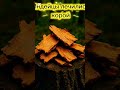 АНАЛОГОВ НЕТ! Муравьиное дерево - природный антибиотик, которые нельзя скопировать. #нсп #бады
