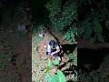 talkop something that moves on the leaves #shortsviral #nature