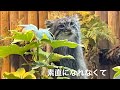 2022.03.18 【マヌル様】アズちゃんはべっぴんさん⑦ ～ 素直になれなくて