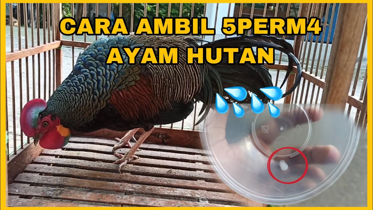 CARA AMBIL 5PERM4 AYAM HUTAN HIJAU