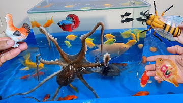 Tổng hợp các video cá cảnh đẹp, động vật dễ thương, sinh vật biển, bạch tuộc, cá lóc, cá khủng long