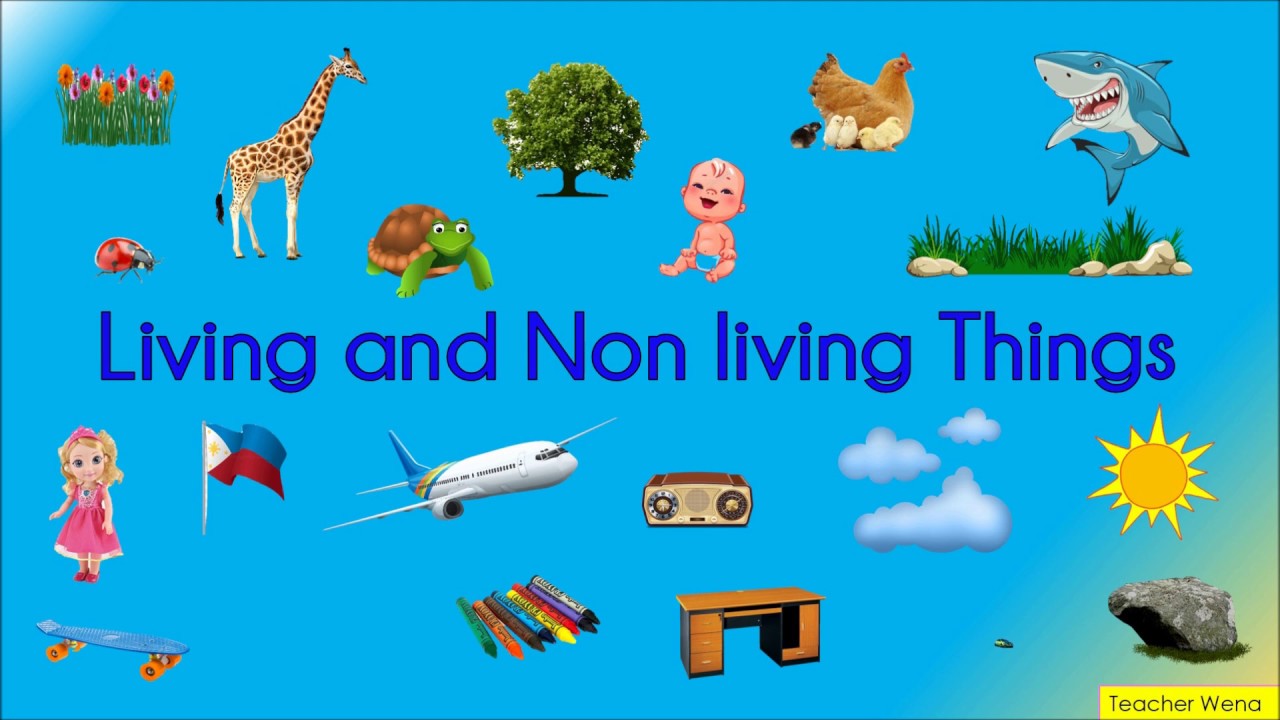 Living and Non Living Things 15 - in English and Filipino - YouTube