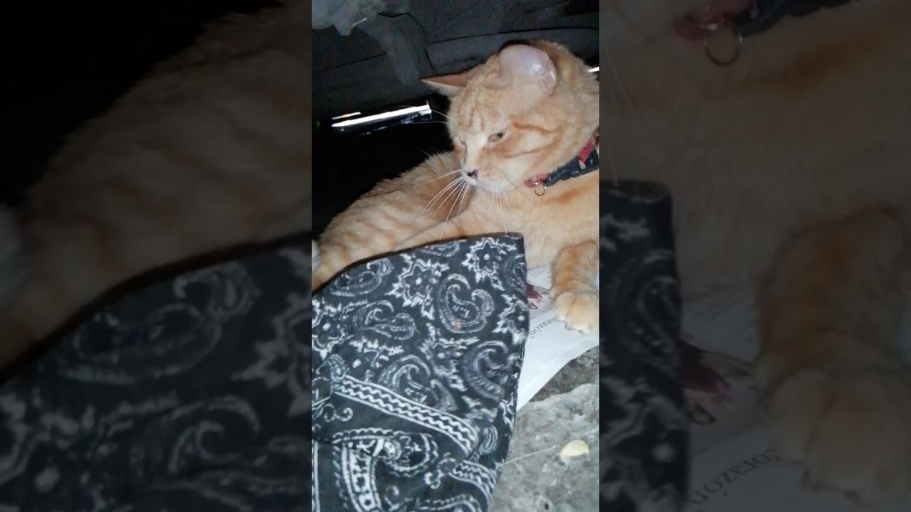 Mi Gato. ð' - YouTube