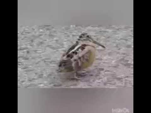 Courting Dance of the American Woodcock, dubbed to Billie Jean.