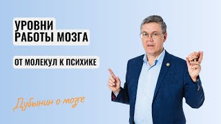 Дубынин о мозге. Уровни работы мозга: от молекул к психике