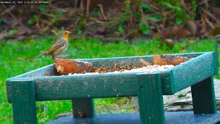 Holy Loch And Garden Wildlife Dunoon Scotland