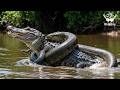 AMAZON KILL ZONE The Apex Predators You Never See Coming  Nature Animal Documentary