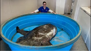 Large fish washes up on NC beach, could end up preserved in museum