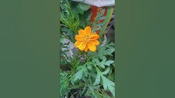 Thumbnail of Cosmos flower#naturalbeauty#garden #viral #plants #flowers #song#music#nature