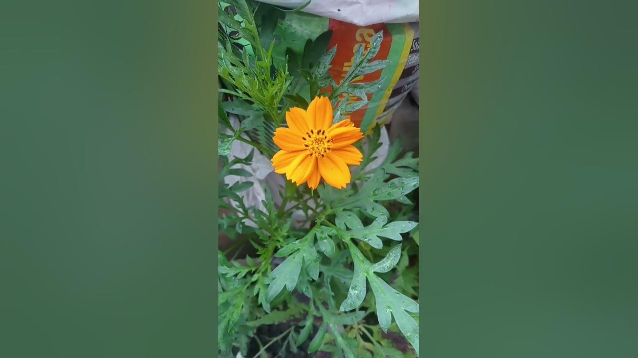 Cosmos flower#naturalbeauty#garden #viral #plants #flowers #song#music#nature