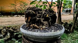 ide kreatif | cara membuat pot bonsai sederhana