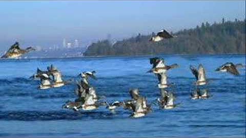 Shifting Baselines in the Sound