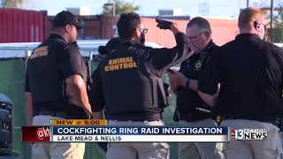 Police, Animal Control raid cockfighting ring