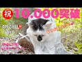 【みんな❣️1万人達成だにゃん】一緒に生配信で、お祝いしましょうにゃん😻😆18時～乾杯もぐもぐタイム⏱19時～お楽しみ抽選会
