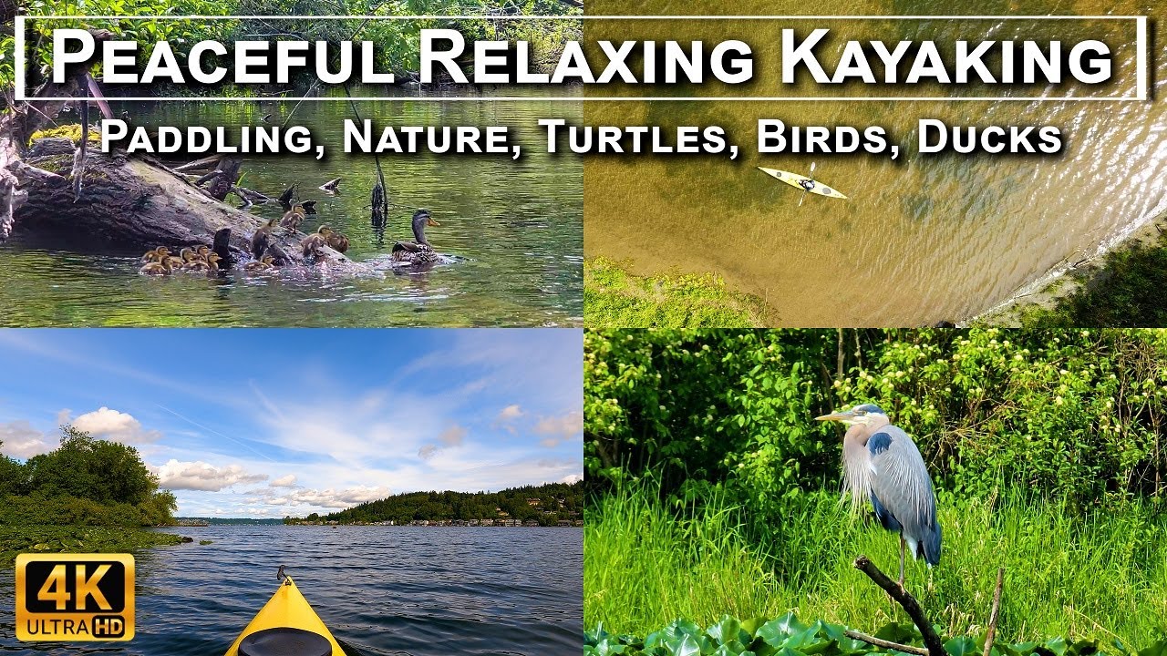 Peaceful Relaxing Kayaking - Lake Sammamish South in 4K UHD. Paddling, Nature, Birds, Turtles, Ducks