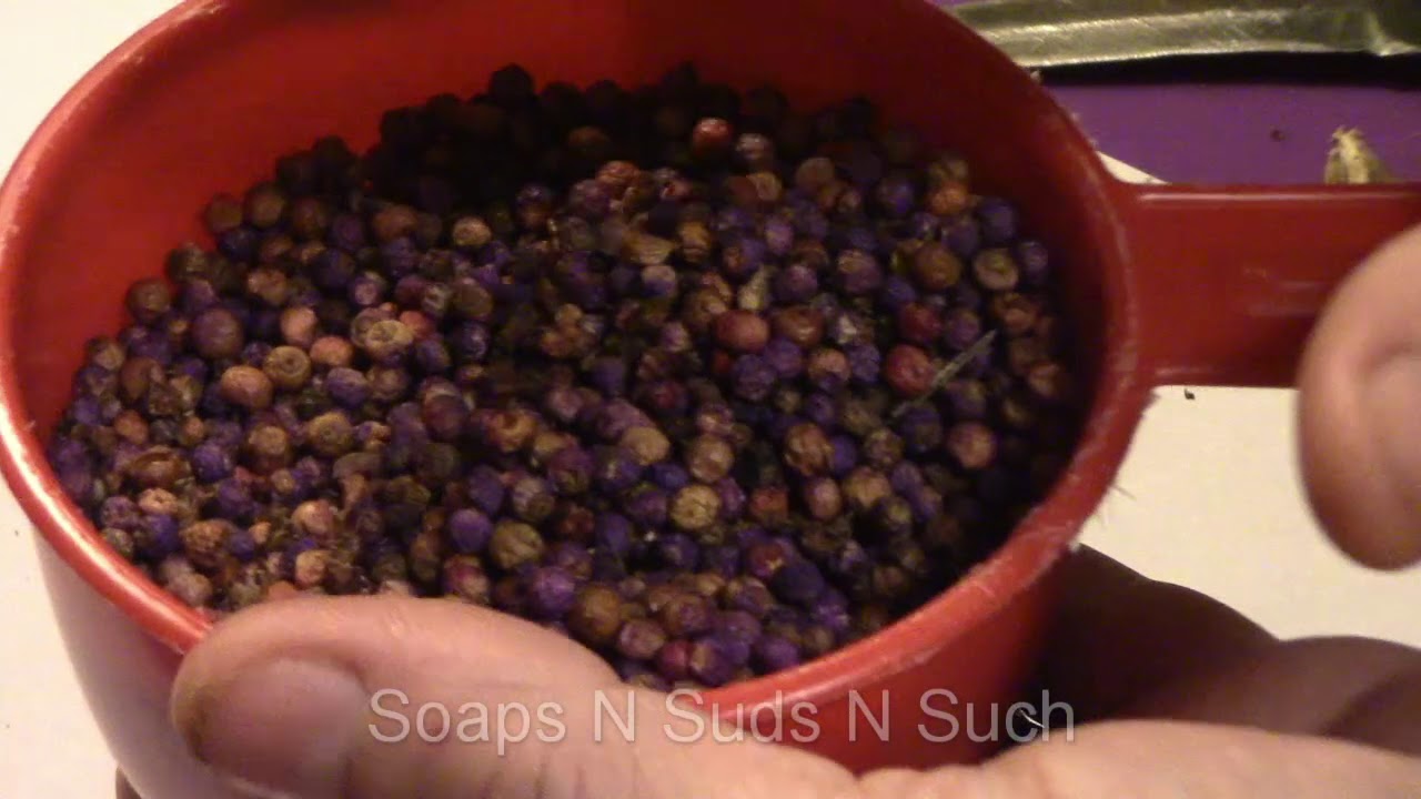 How Do You Harvest Beautyberry Seeds?