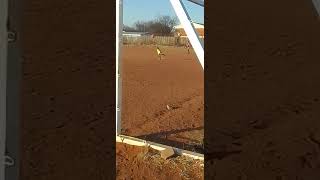 Grassroots u7 Training Development . VIDEO 9
