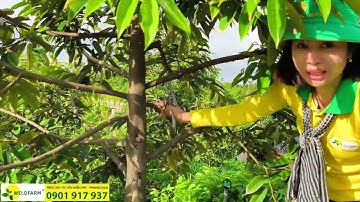 Kỹ thuật cắt tỉa cành tạo tán cho sầu riêng Blackthorn