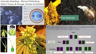 Cannabis Breeding #2 - Manual Pollinating, Pollen Capture Storage & Theory, Double Fertilization