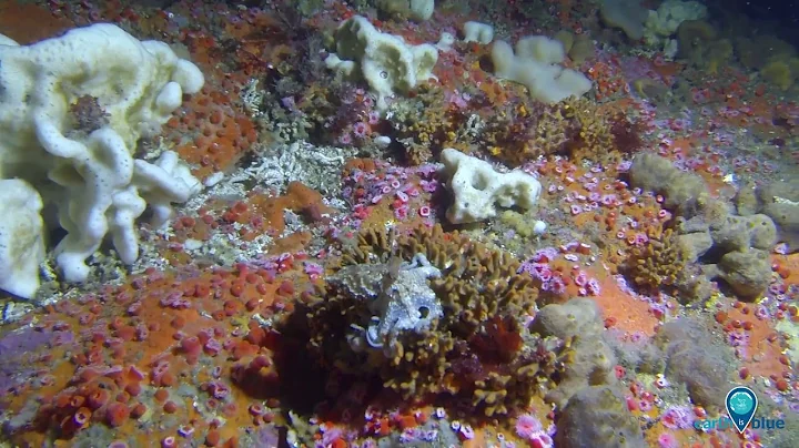 Your Earth Is Blue: Cordell Bank National Marine S...