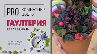 Гаултерия - прекрасная незнакомка и плодоносящее растение. Давайте знакомиться ближе.