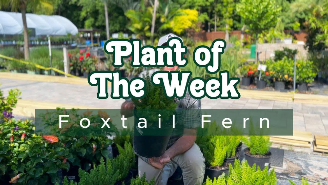 PLANT OF THE WEEK | FOXTAIL FERN 🌱