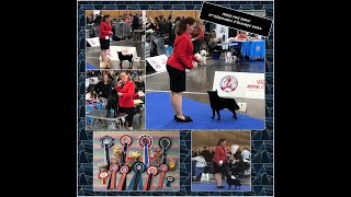 Schipperke  Paris Dog Show le 6 janvier 2024  La Team DRDJ