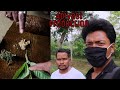 😲Blood   Dysentery  Madichine // Adivasi Production Video// Jangli madichine🔥🔥