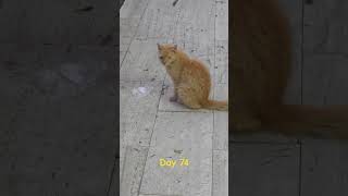 day 74 #cat #catshorts #cats