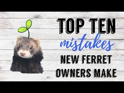 top-10-mistakes-new-ferret-owners-make