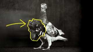 The History of Pigeon Cameras