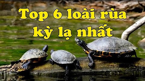 Top 6 loài rùa kì lạ nhất | Đâu là loài rùa đẹp nhất thế giới | Hoàng Long Family