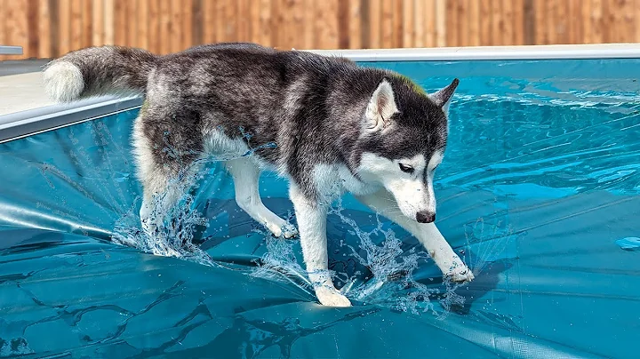 Unbelievable! Dog Jumps Onto Swimming Pool Cover