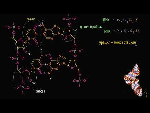 Молекулярная структура РНК (видео 10)| ДНК. Молекулярная генетика | Биология