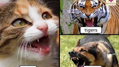 The World Of Animals | Environmental Studies Grade 3 | Periwinkle