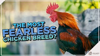 Old English Game Chicken: The Fearless Warrior of the Poultry World! 🏆🐔