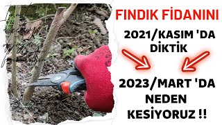 Yeni Dikilen FINDIK FİDANI 16 Ay Sonra Neden Tepe Vurumu Şeklinde Budama Yapılır?