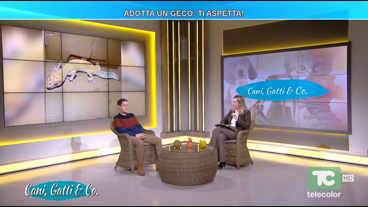 SPECIALE CANI, GATTI & CO: ADOTTA UN GECO, TI ASPETTA! 18.01.2026