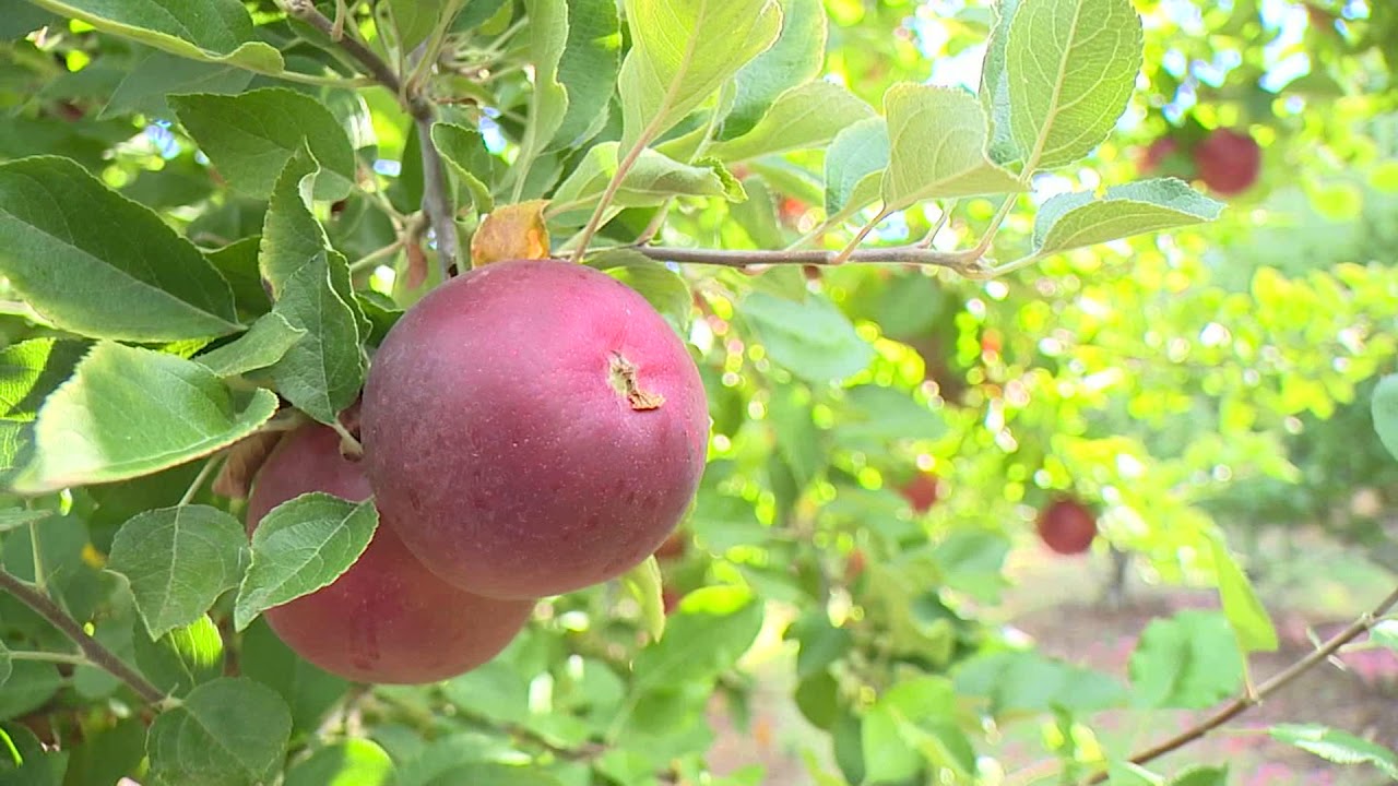 Smokey Ridge Ranch - YouTube