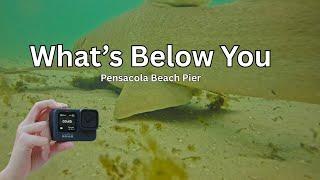 Secrets of Pensacola Beach Pier Revealed in Underwater Footage