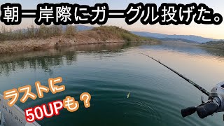 ジャッカルのガーグルで初バス! & またもやワンテンr+3で50UP? バス釣り at レイクカシータス first try at gargle from jackall lures.
