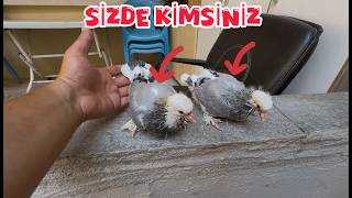 BU YAVRULARDA KİM ( BUNLAR FARKLI BİR BOYUT )