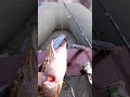 08.10.24. р. Яя, щука 4 кг 400 гр.