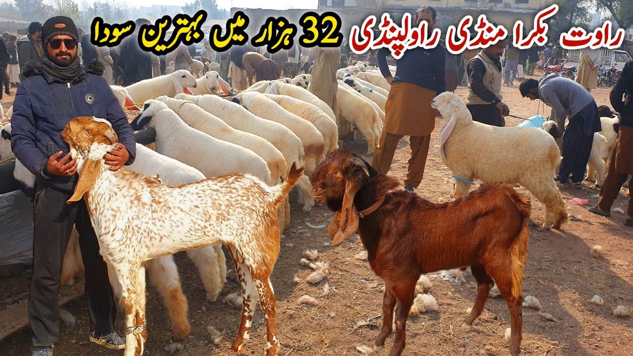 Rawat Bakra Mandi Rawalpindi Latest Update 14 January 2025 | Naseeb Ka Soda