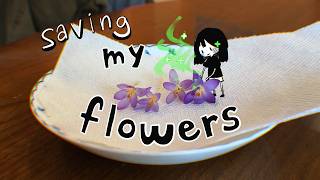 I Sent Flowers Across The World Wei-Mail Ep 1