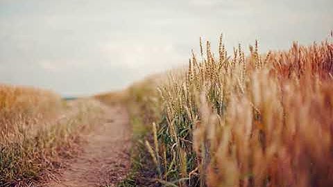 القارئ عبد الله خياط |❤️| سورة الزخرف كاملة |❤️| Abdullah Alkhayat|| Surah Az-Zukhruf