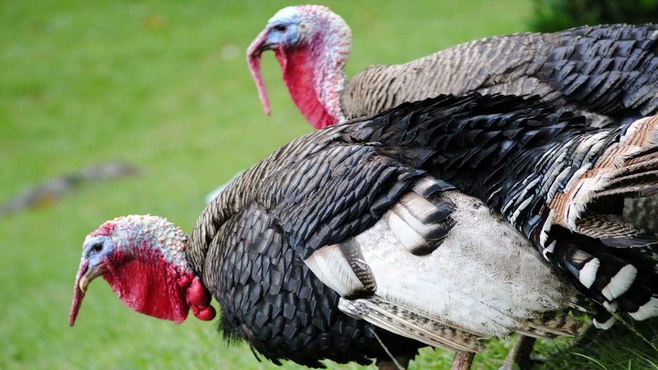わらの中の七面鳥（Turkey in the Straw） - YouTube
